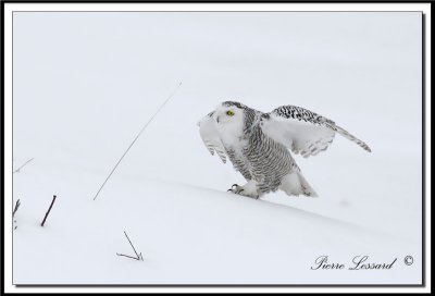 _MG_4377a .jpg  -  HARFANG DES NEIGES  /  SNOWY OWL