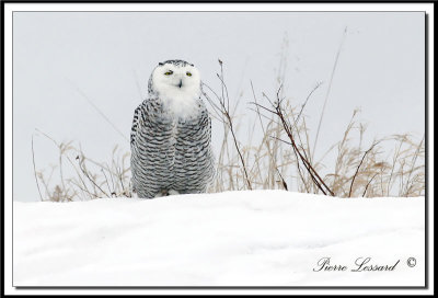 HARFANG DES NEIGES  -  SNOWY OWL    _MG_4410a .jpg