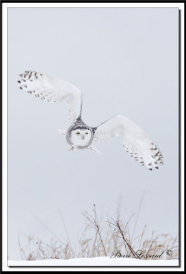 _MG_4413aa .jpg  -  HARFANG DES NEIGES / SNOWY  OWL
