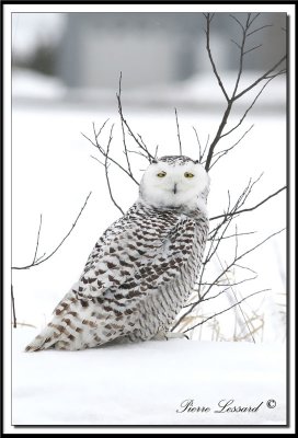  HARFANG DES NEIGES  -  SNOWY OWL    _MG_4488.jpg