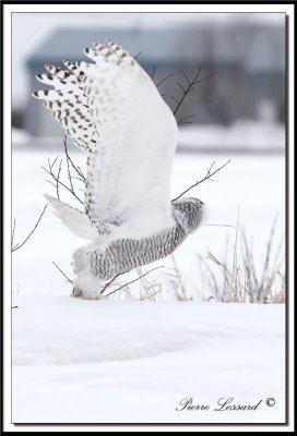 HARFANG DES NEIGES  -  SNOWY OWL   _MG_4489aa. -  HARFANG DES NEIGES  -  SNOWY OWL