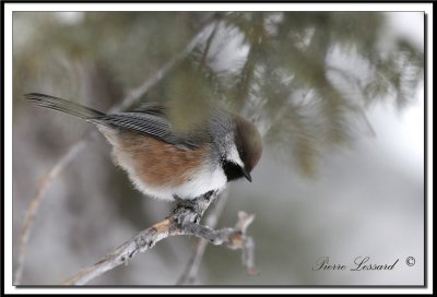 _MG_3676.jpg   Msange  tte brune - Brown capped chickadee