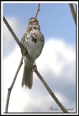 IMG_5292.jpg  -  BRUANT CHANTEUR / SONG SPARROW