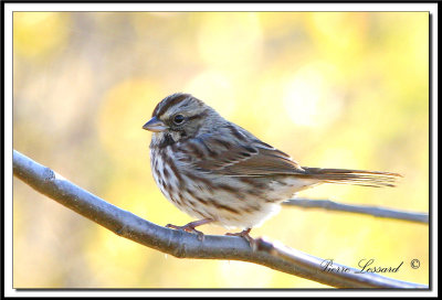 IMG_7759.jpg  -  BRUANT CHANTEUR / SONG SPARROW