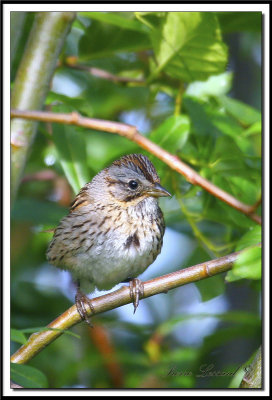 BRUANT DE LINCOLN   /   LINCOLN'S SPARROW    IMG_9678.