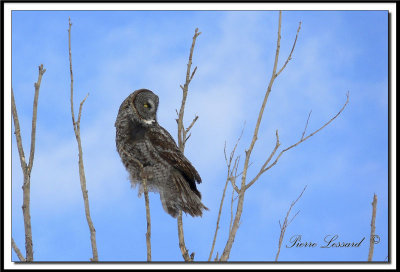 CHOUETTE LAPONE - GREAT GRAY OWL    foretperdue 043