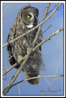 CHOUETTE LAPONE - GREAT GRAY OWL    foretperdue 106