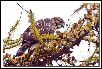 IMG_8782 . -  BUSE  QUEUE ROUSSE  /  RED-TAILED HAWK