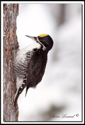 PIC  DOS NOIR / BLACK-BACKED WOODPECKER