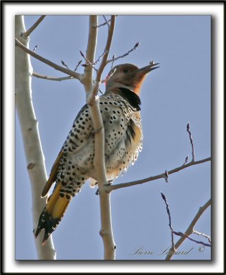 _MG_6714.jpg -  PIC FLAMBOYANT / NORTHERN FLICKER