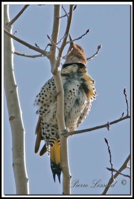 _MG_6736.jpg -  PIC FLAMBOYANT / NORTHERN FLICKER