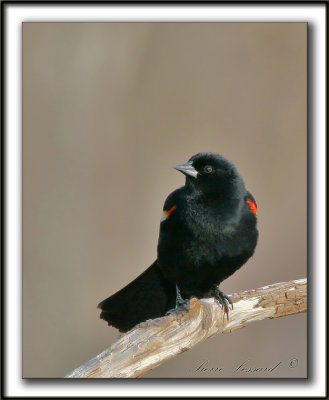 CAROUGE  PAULETTES, mle   /   RED-WINGED BLACKBIRD, male   -   Marais Provencher     _MG_7011