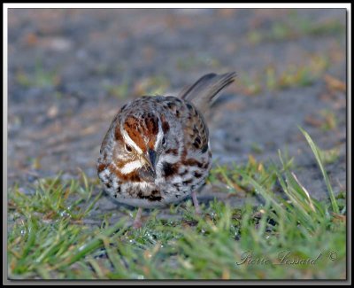 BRUANT CHANTEUR / SONG SPARROW_MG_7984a .jpg