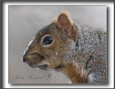  CUREUIL GRIS  /  GRAY SQUIRREL    _MG_2362