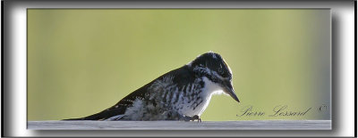 _MG_1552a.jpg  -  PIC   DOS RAY jeune mle / STRIPE-BACKED WOODPECKER male immature