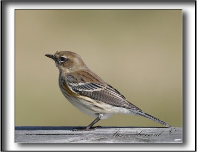 _MG_1613a .jpg -   PARULINE  CROUPION JAUNE  / YELLOW-RUMPED WARBLER