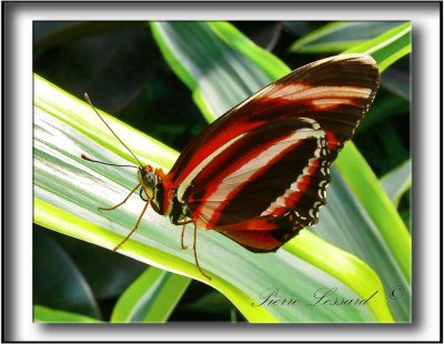 papillons 071a .jpg  -   DRYADULA PHAETUSA   /   Amrique - America