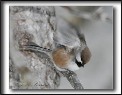 _MG_3568a .jpg  -  MSANGE  TTE BRUNE -   BROWN -CAPPED CHICKADEE