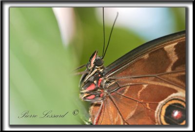 _MG_0009bb .jpg -  MORPHO PELEIDES  /  Costa Rica