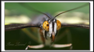 _MG_9420e crop .jpg  -  COUCOU !  BIG EYES   /   SIPROETA  STELENES  -  Amrique du Sud  /  South America