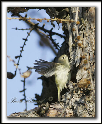 _MG_0648b   -   ROITELET  COURONNE RUBIS mle  /   RUBY-CROWNED  KINGLET male