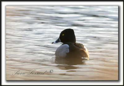 FULIGULE  COLLIER, mle /  RING-NECKED DUCK, male    _MG_0479aa