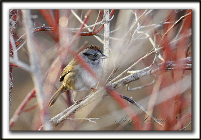 BRUANT DES MARAIS  /  SWAMP SPARROW     _MG_0534b