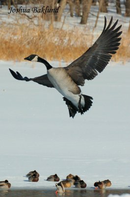 Goose taking off