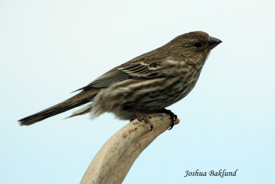 House Finch