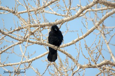 Crow