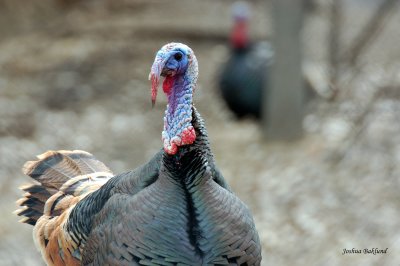 Eastern Turkey