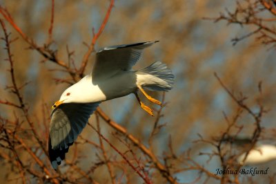 Gull