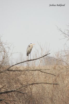 Blue Heron