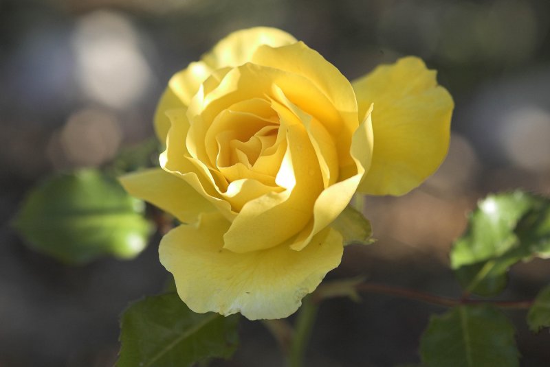 A yellow rose.jpg