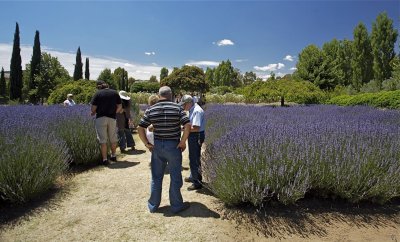 Lavendula harvest  9.jpg