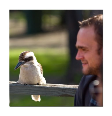 Kookaburra 2.