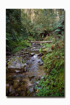 Rain forest at Mariners falls.jpg