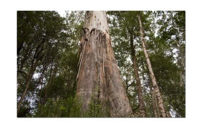 Maits rest forest walk 1.jpg
