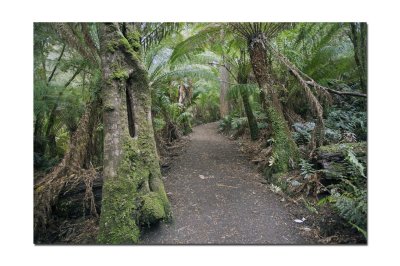 In the rain forest at Maits rest3.jpg