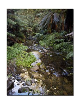 In the rain forest at Mariners falls 02.jpg