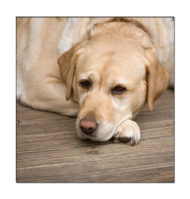 Macey the Golden Labrador.jpg