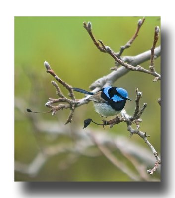 Blue Wren 10.jpg