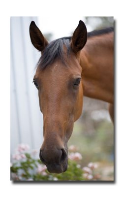 My horse Violet.jpg