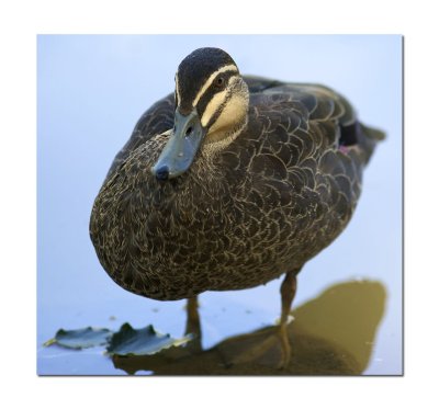 Duck 003.jpg