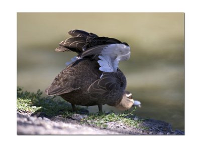 Duck 002.jpg