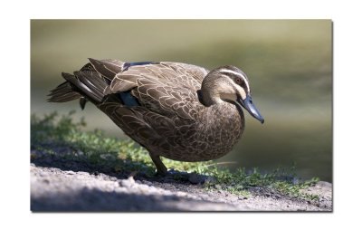 Duck 001.jpg