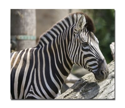 Melbourne Zoo Zebra 2.jpg