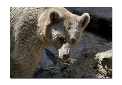Melbourne Zoo Brown Bear 2.jpg