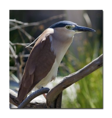 Melbourne Zoo Bird 1.jpg