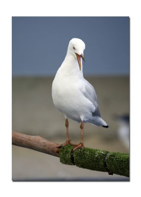 Melbourne Zoo Seagul 1.jpg